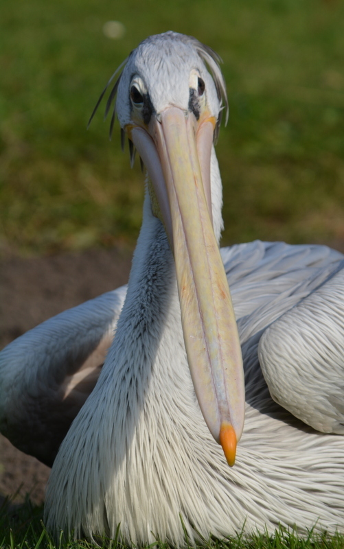 Image of Pink-backed Pelican