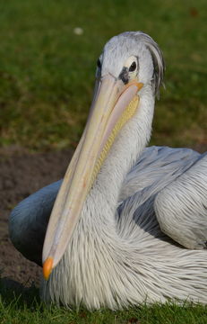 Image of Pink-backed Pelican