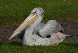 Image of Pink-backed Pelican