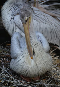 Image of Pink-backed Pelican