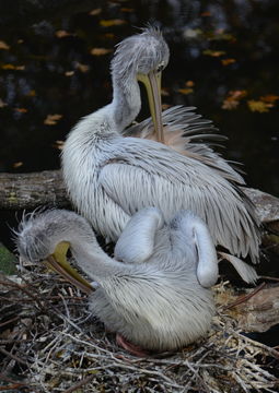 Image of Pink-backed Pelican