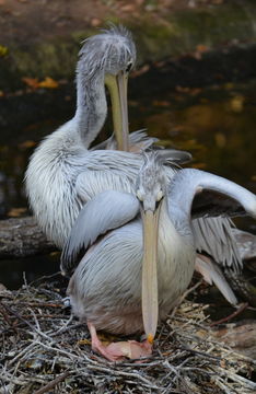 Image of Pink-backed Pelican