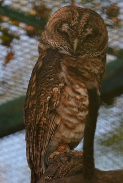 Image of Rusty-barred Owl