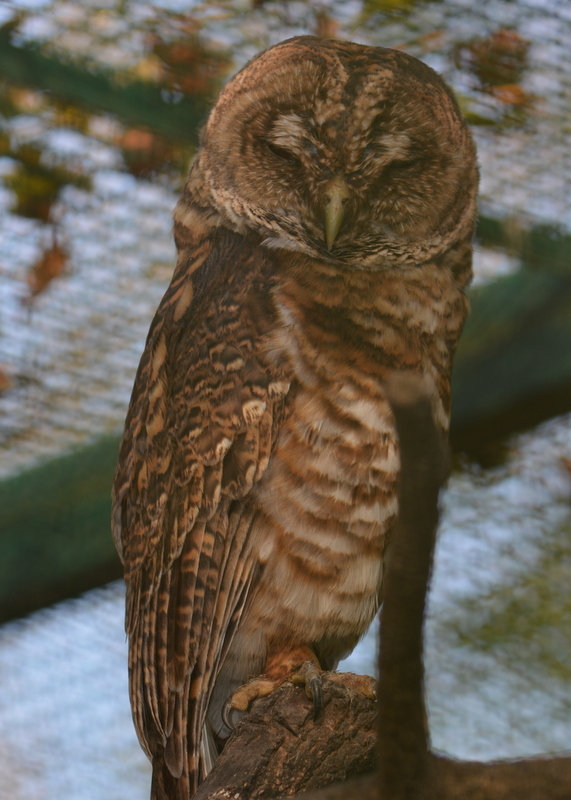 Image of Rusty-barred Owl