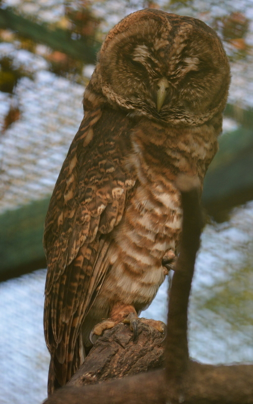 Image of Rusty-barred Owl