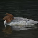 Image of Chinese Merganser