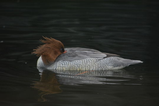 Image of Chinese Merganser