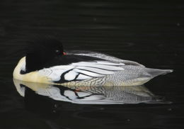 Image of Chinese Merganser