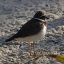 Image of ringed plover, common ringed plover