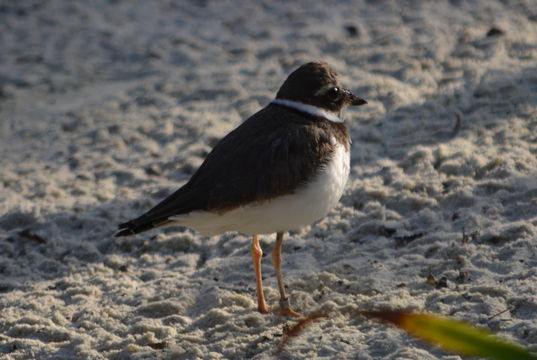 Plancia ëd Charadrius hiaticula Linnaeus 1758