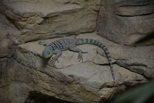 Image of Baja Blue Rock Lizard