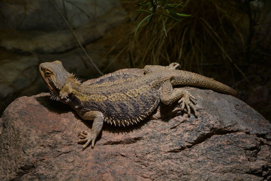 Image of Central bearded dragon