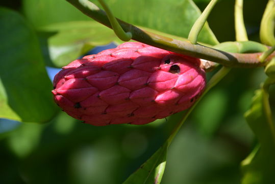 Sivun Magnolia tripetala (L.) L. kuva