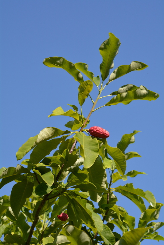 Image of Umbrella Magnolia