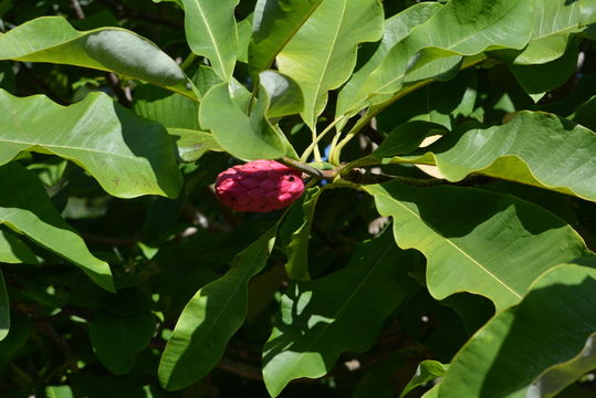 Sivun Magnolia tripetala (L.) L. kuva