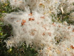 Image of fragrant clematis