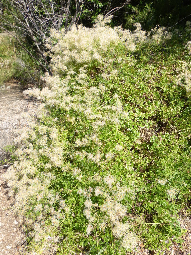 Image of fragrant clematis