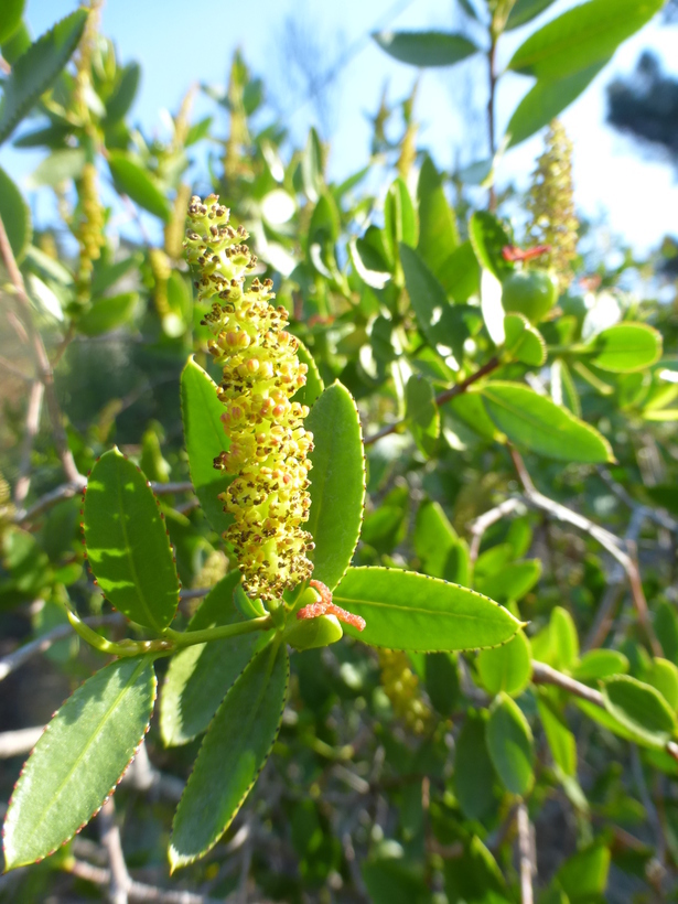 Image of Colliguaja odorifera Molina