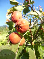 Image of Chinese Hawthorn