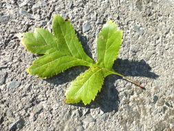 Image of Chinese Hawthorn