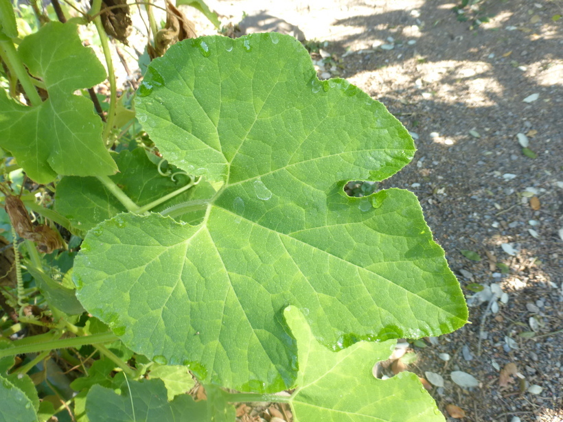 Image of figleaf gourd