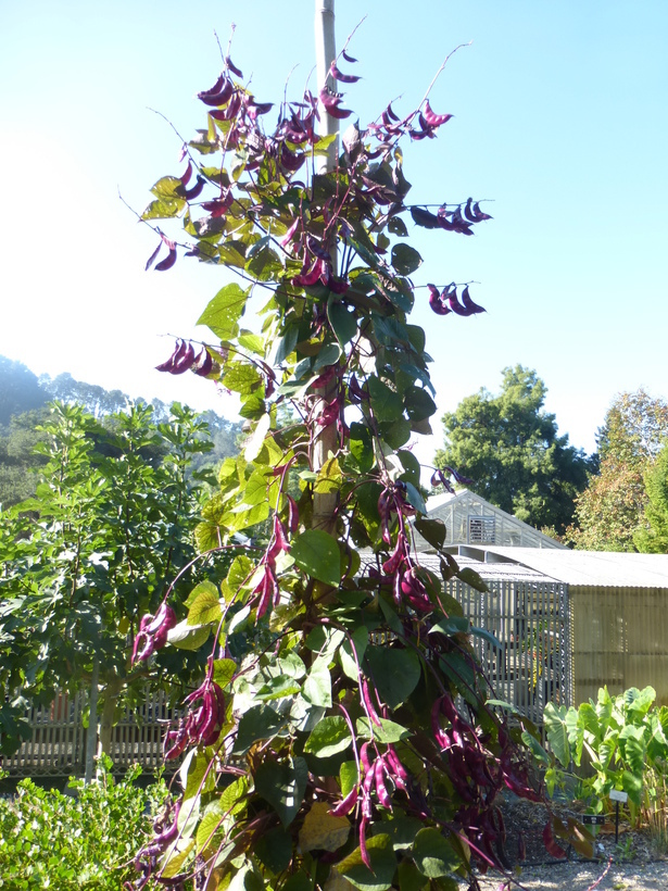 Image of Hyacinth bean