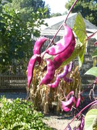 Image of Hyacinth bean