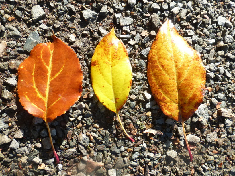 Imagem de Malus baccata (L.) Borkh.