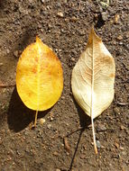 Plancia ëd Malus sikkimensis (Wenz.) Koehne