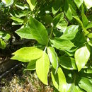 Image de Combretum erythrophyllum (Burch.) Sond.