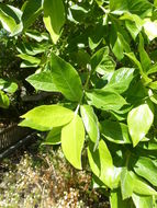 Image de Combretum erythrophyllum (Burch.) Sond.
