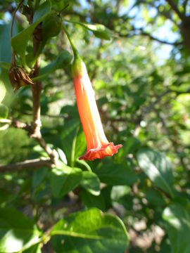 Image of red iochroma