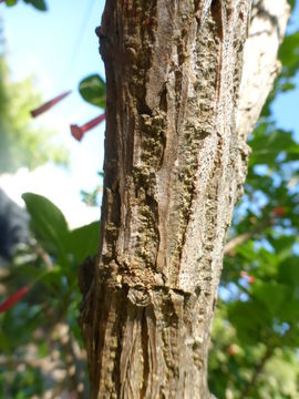 Image of Iochroma fuchsioides (Kunth) Miers