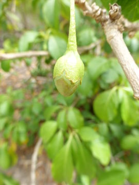 Image of Iochroma fuchsioides (Kunth) Miers