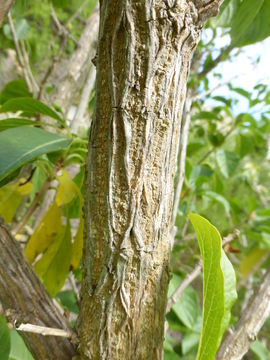 Image of Iochroma fuchsioides (Kunth) Miers