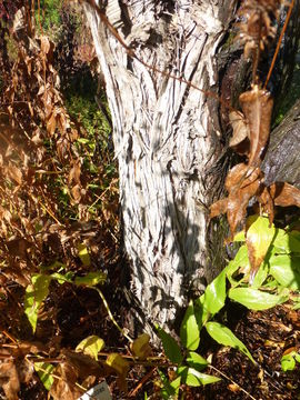 Image of Ashe Juniper