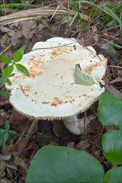 Image of Tricholoma lascivum (Fr.) Gillet 1874