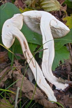 Image of Tricholoma lascivum (Fr.) Gillet 1874