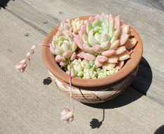 Image of Echeveria prolifica R. Moran & J. Meyran