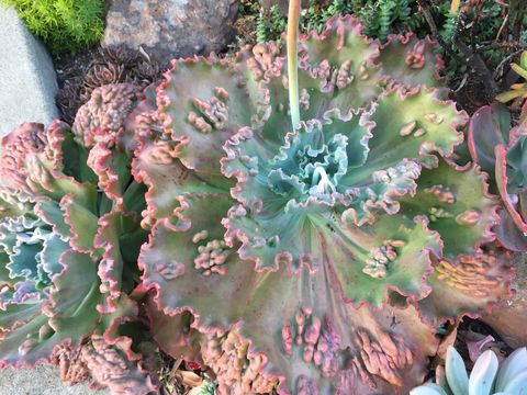 Plancia ëd Echeveria gibbiflora DC.