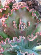 Plancia ëd Echeveria gibbiflora DC.