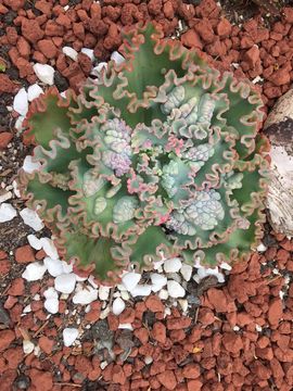 Plancia ëd Echeveria gibbiflora DC.