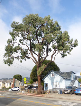 Imagem de Eucalyptus sideroxylon A. Cunn. ex Woolls