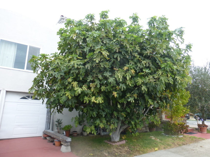 Imagem de Ficus carica L.