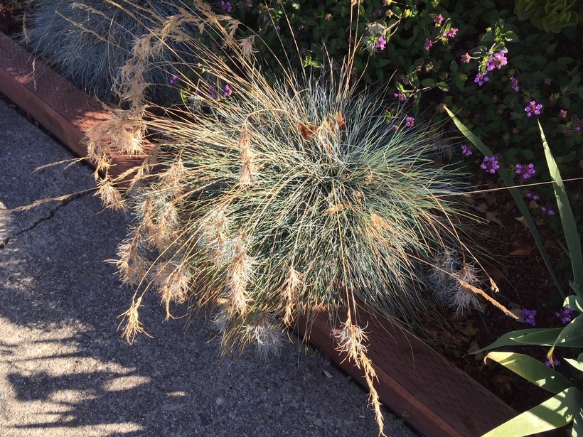 Слика од Festuca glauca Vill.