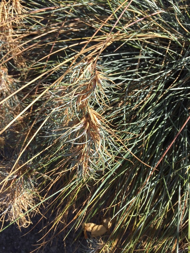 Слика од Festuca glauca Vill.