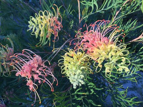 Imagem de Grevillea banksii R. Br.