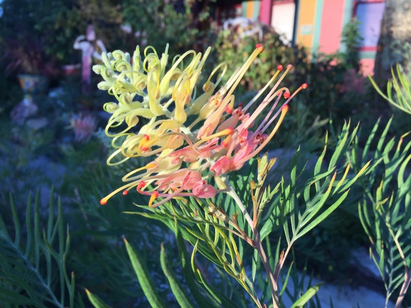 Imagem de Grevillea banksii R. Br.