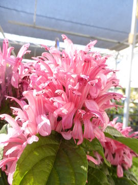 Justicia carnea Lindl. resmi