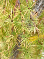 Image of European Larch